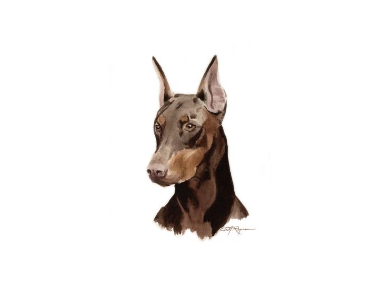 doberman, Pinscher, Dog, Dogs HD Wallpaper Desktop Background
