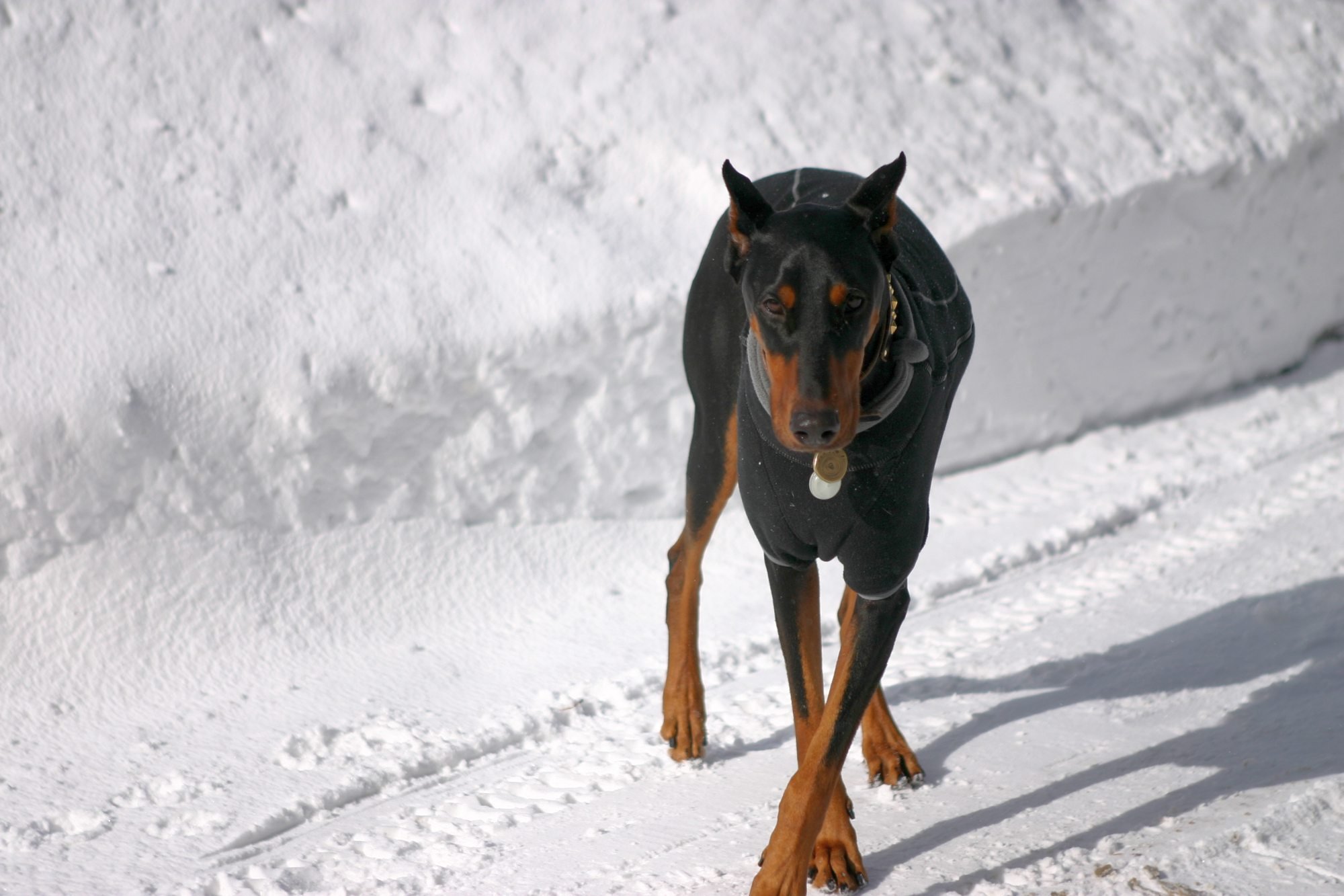 doberman, Pinscher, Dog, Dogs Wallpaper
