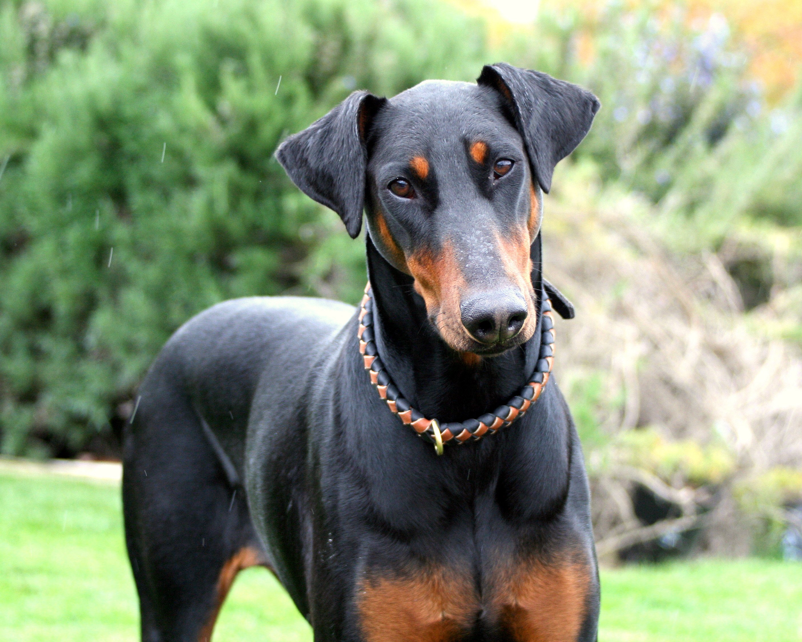 doberman, Pinscher, Dog, Dogs Wallpaper