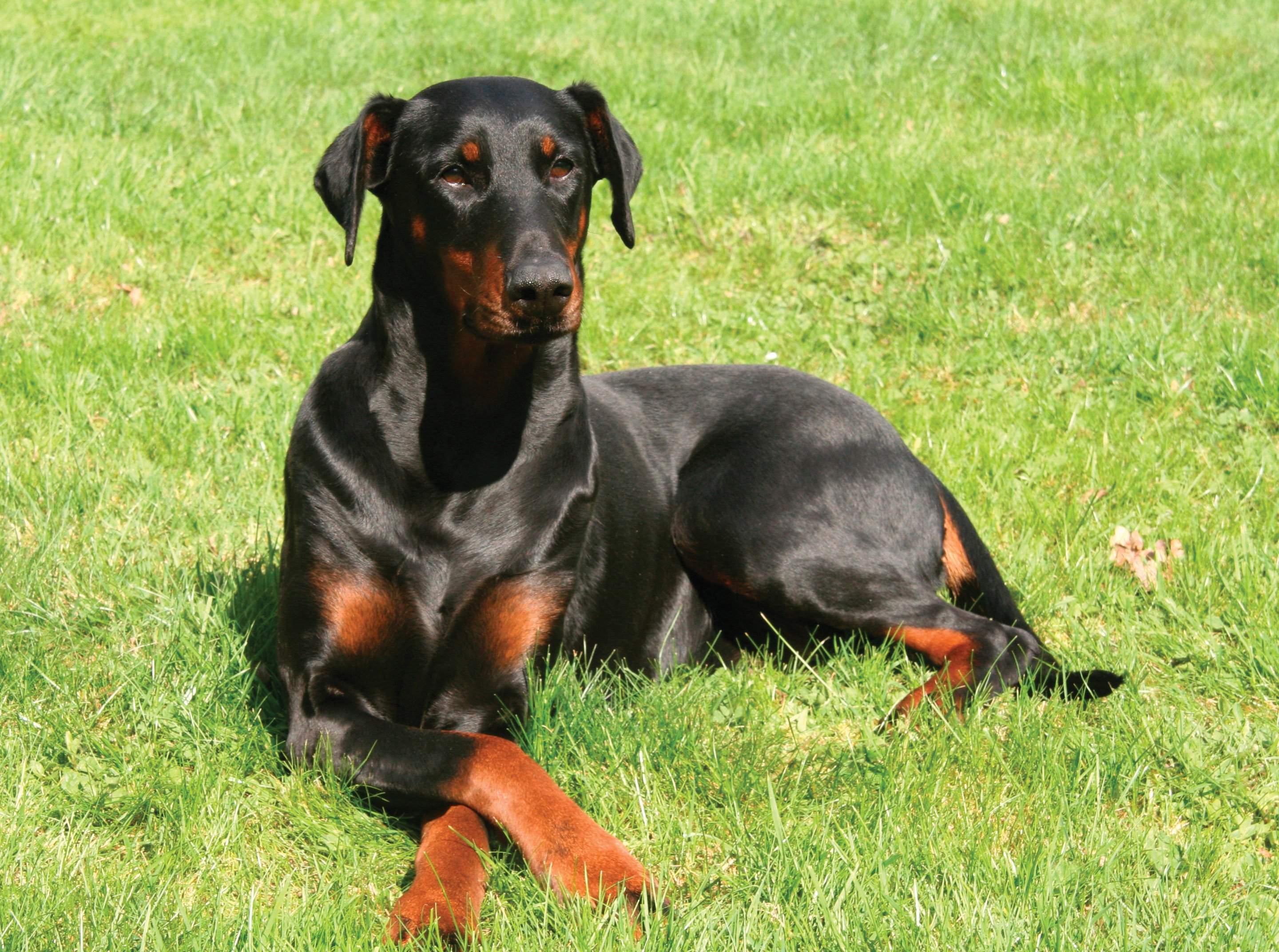 doberman, Pinscher, Dog, Dogs Wallpaper