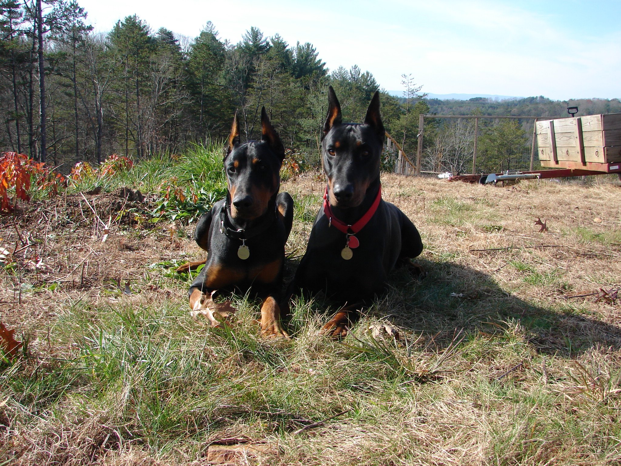 doberman, Pinscher, Dog, Dogs Wallpaper