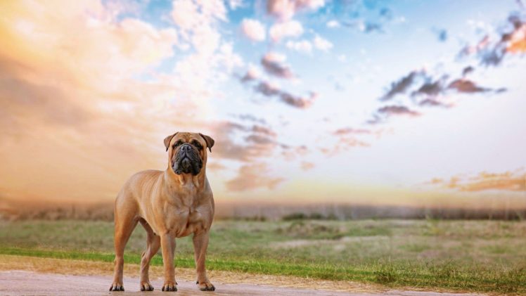 bullmastiff, Dog, Dogs HD Wallpaper Desktop Background
