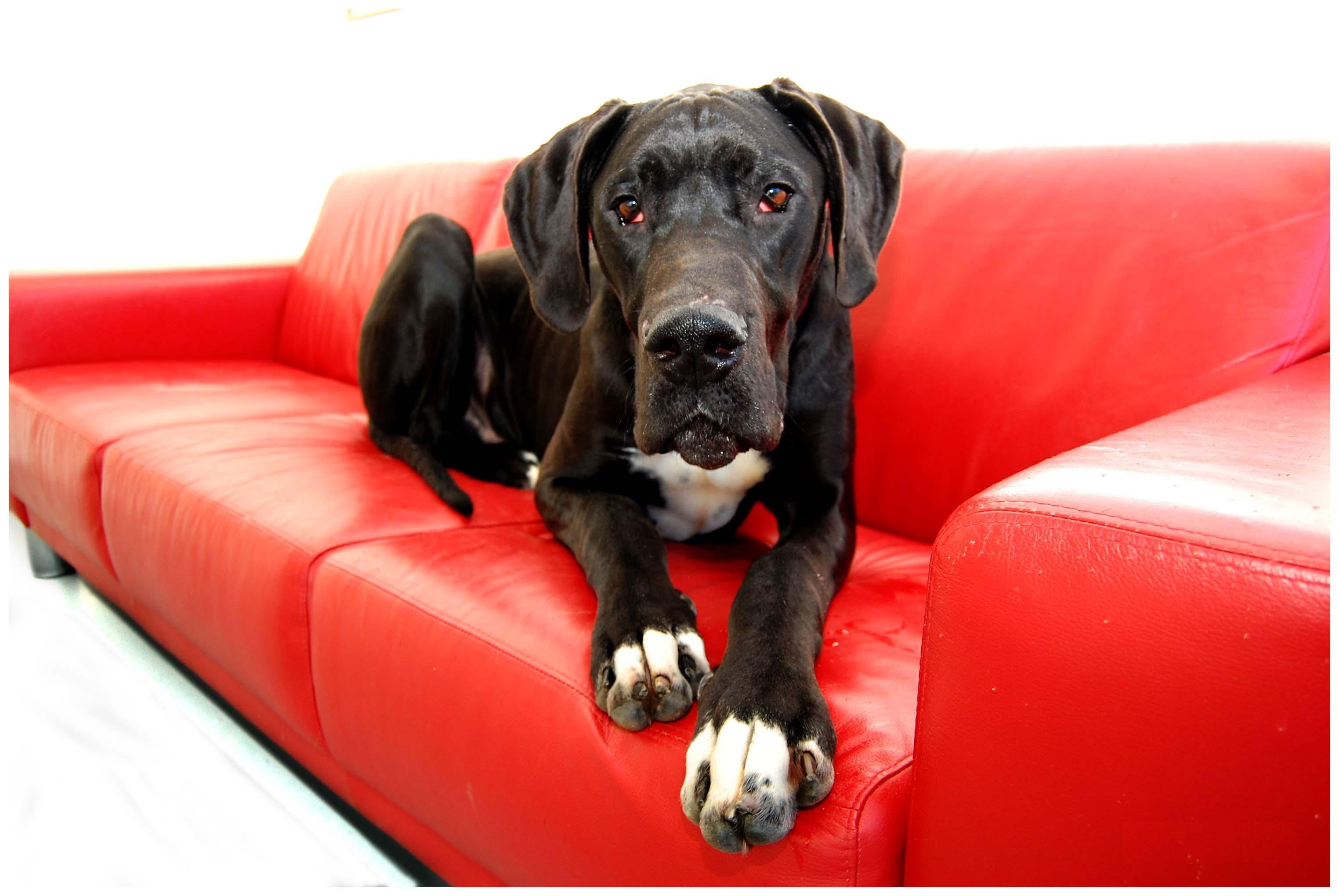 great, Dane, Dog, Dogs Wallpaper