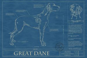 great, Dane, Dog, Dogs