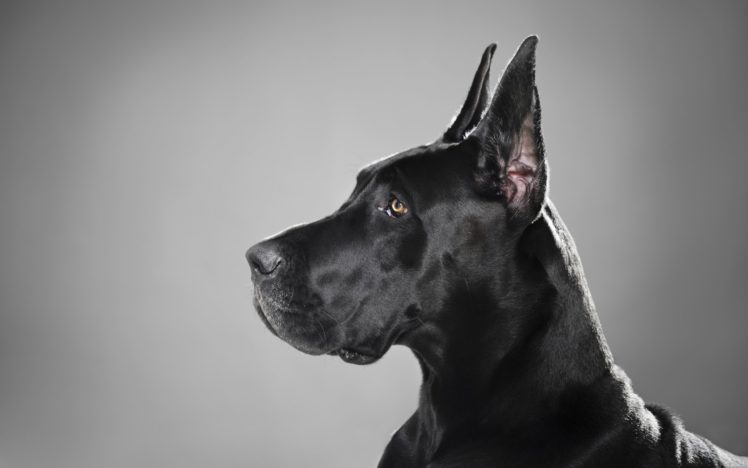 great, Dane, Dog, Dogs HD Wallpaper Desktop Background