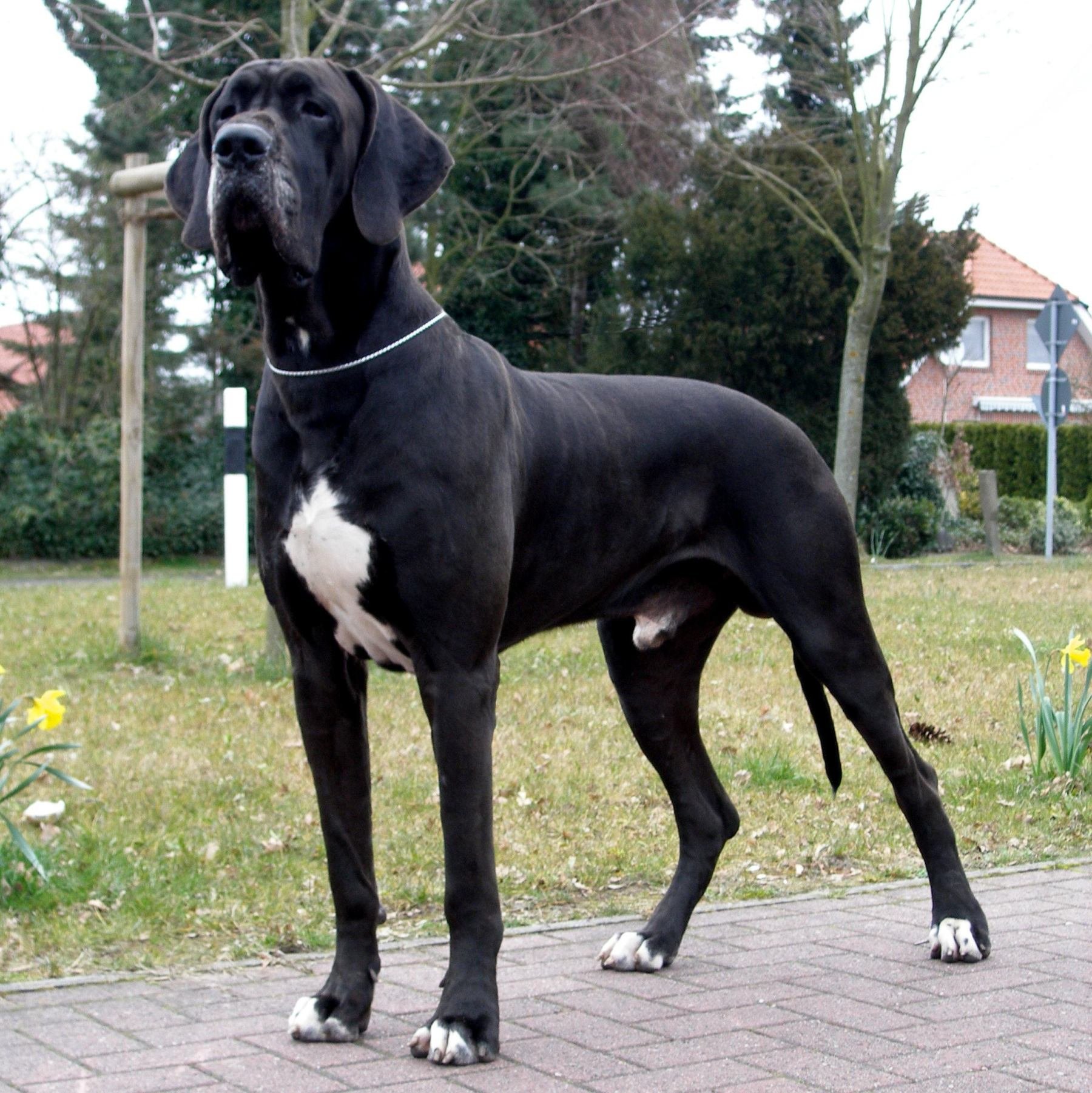 great, Dane, Dog, Dogs Wallpaper