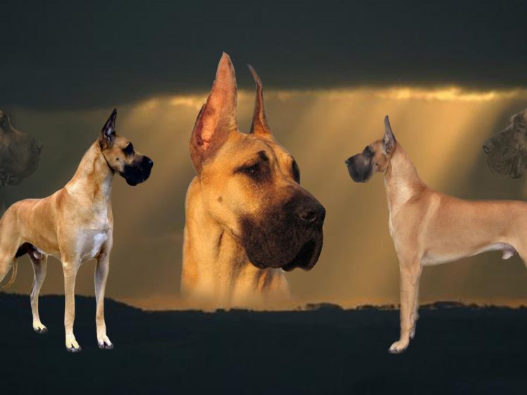 great, Dane, Dog, Dogs HD Wallpaper Desktop Background