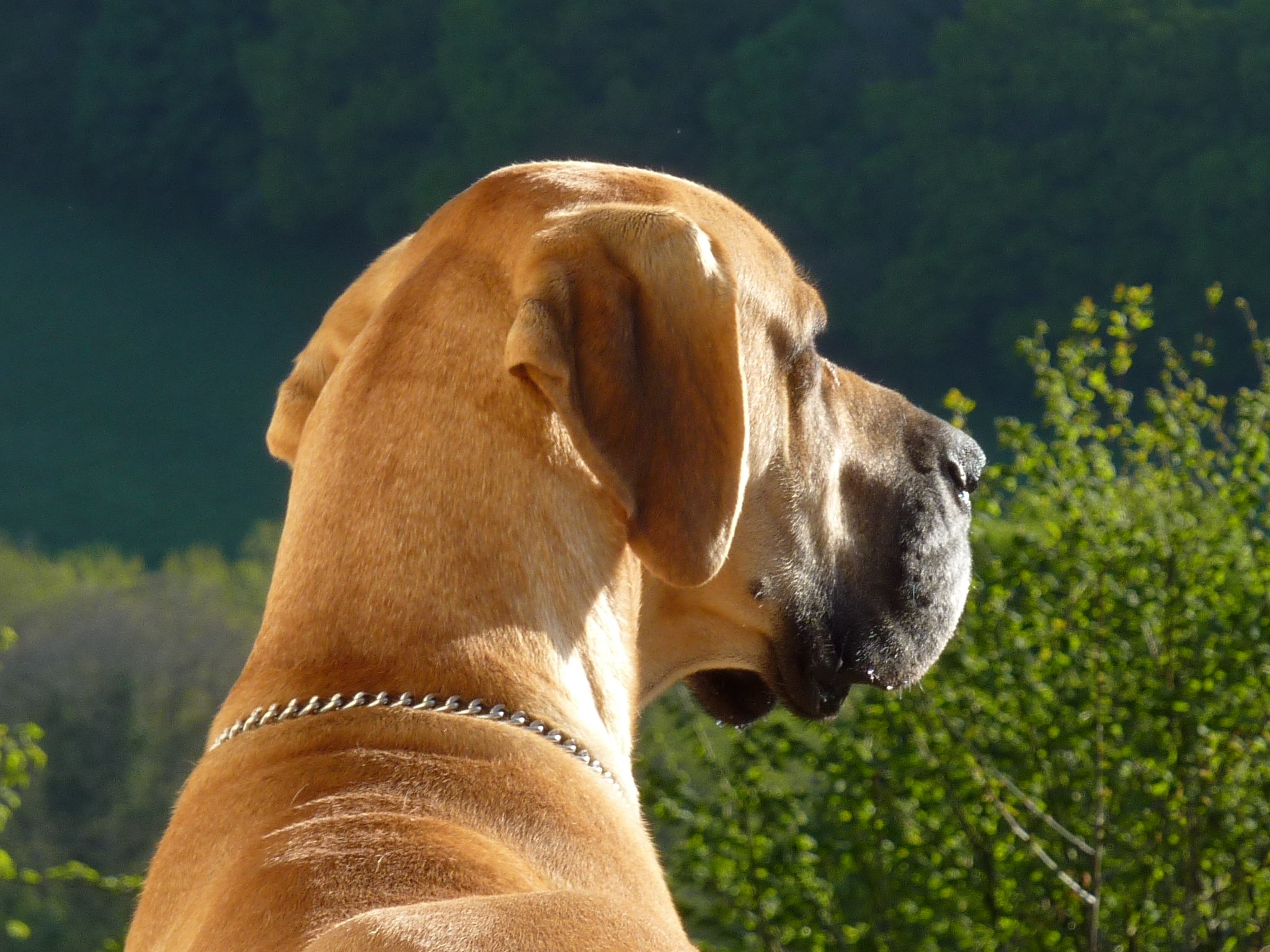 great, Dane, Dog, Dogs Wallpaper