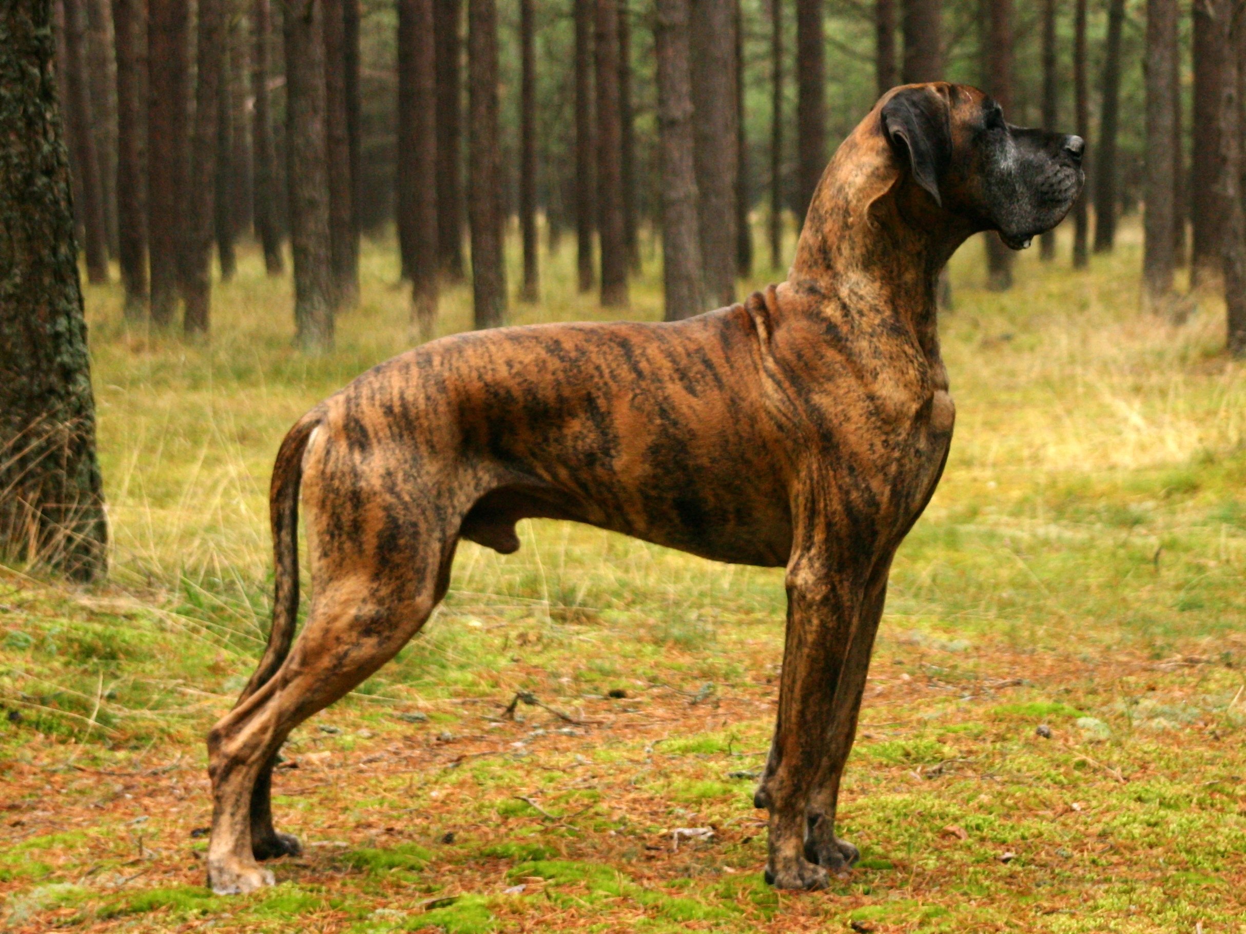 great, Dane, Dog, Dogs Wallpapers HD / Desktop and Mobile Backgrounds