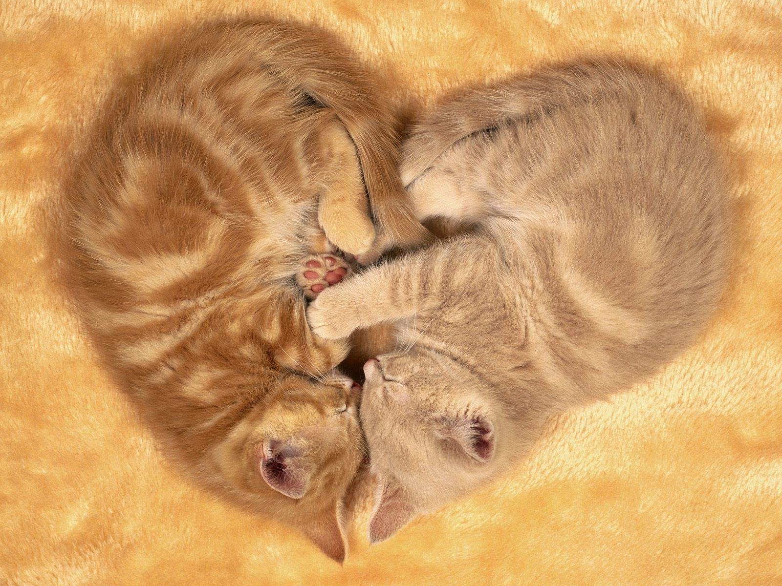 kittens, Two, Are, Sleep, Together Wallpaper