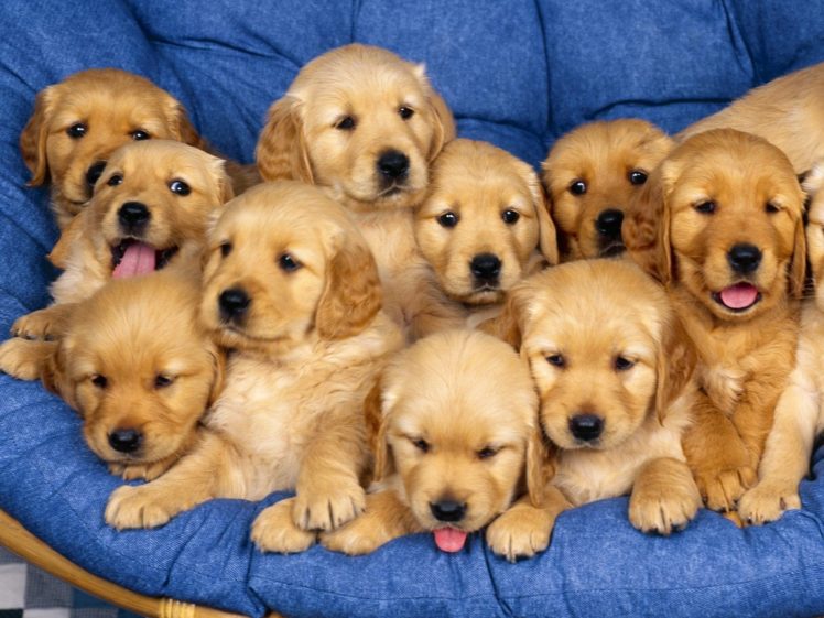 small, Puppies, Together, Dogs Wallpapers HD / Desktop and Mobile  Backgrounds