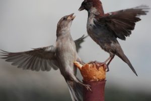 sparrows, Boy, Girl, He, It, Dispute, Bread, Long, Loaf, Piece, Food, Food