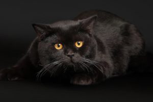black, Cats, Face, Eyes