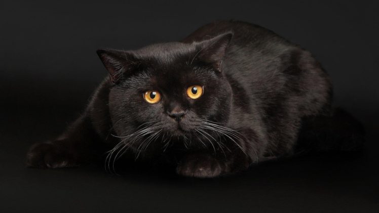 black, Cats, Face, Eyes HD Wallpaper Desktop Background