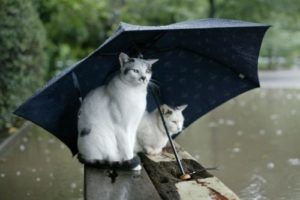 cats, Autumn, Rain, Umbrella