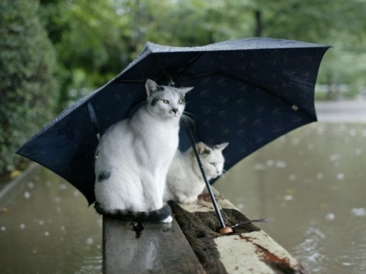 cats, Autumn, Rain, Umbrella HD Wallpaper Desktop Background
