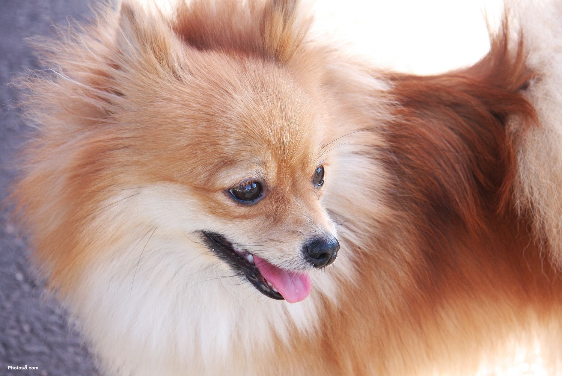 pomeranian, Dog, Dogs Wallpaper