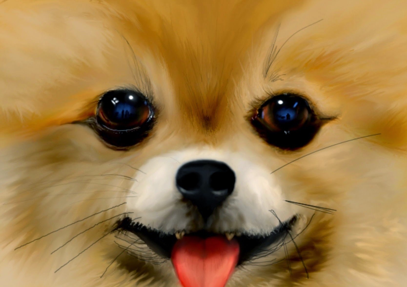 pomeranian, Dog, Dogs Wallpaper