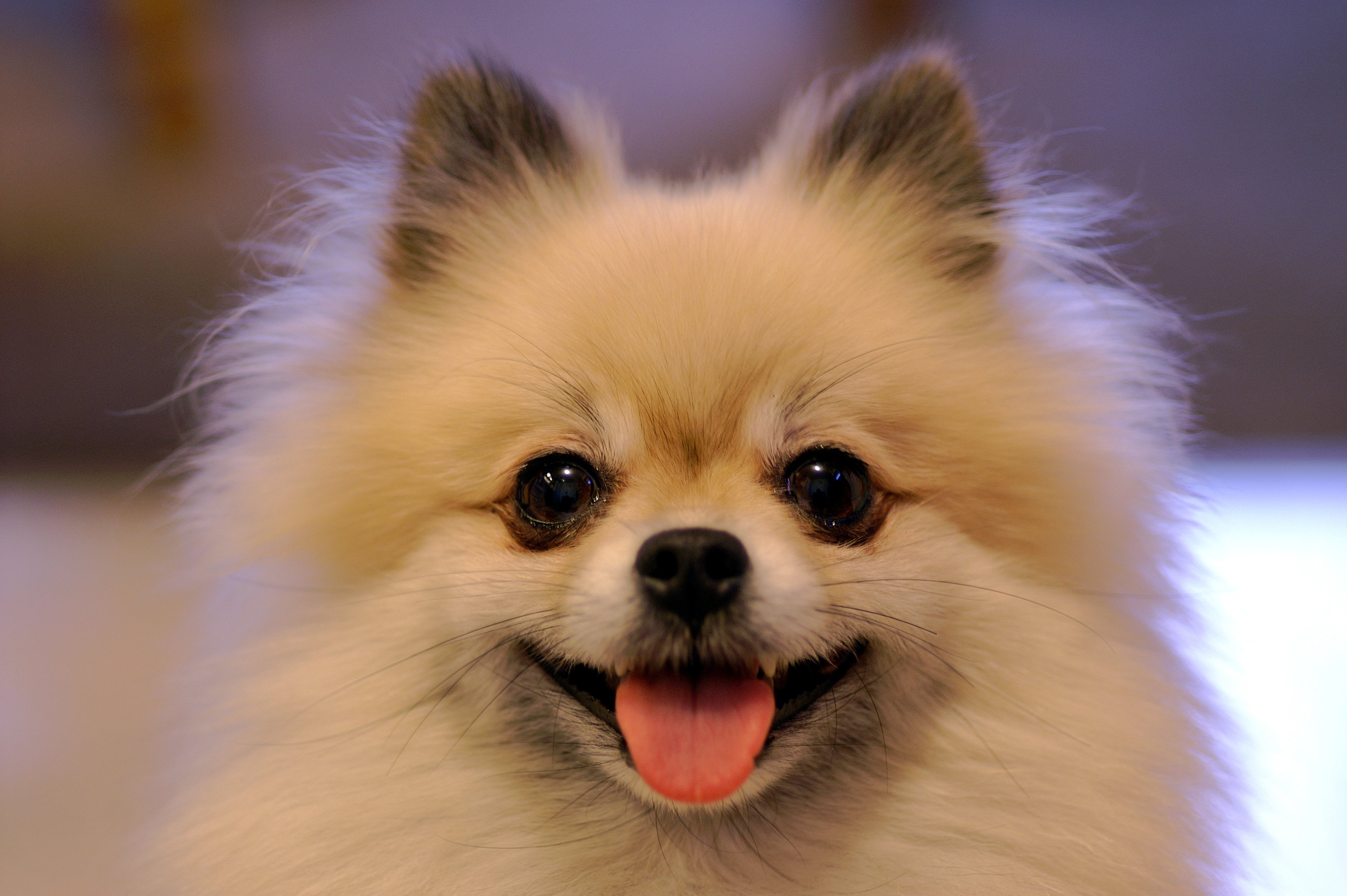 pomeranian, Dog, Dogs Wallpaper