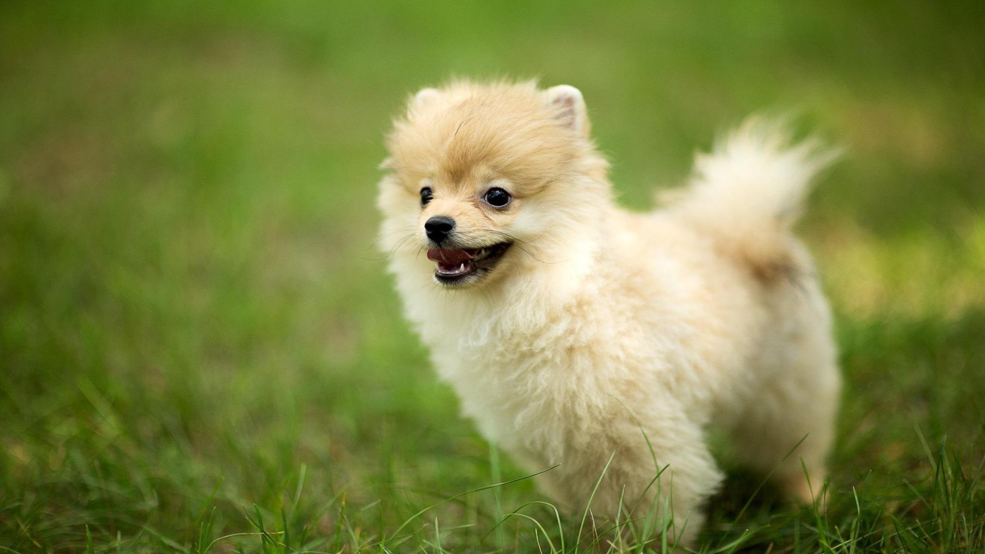pomeranian, Dog, Dogs Wallpaper