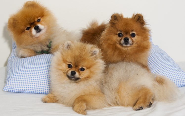 pomeranian, Dog, Dogs HD Wallpaper Desktop Background