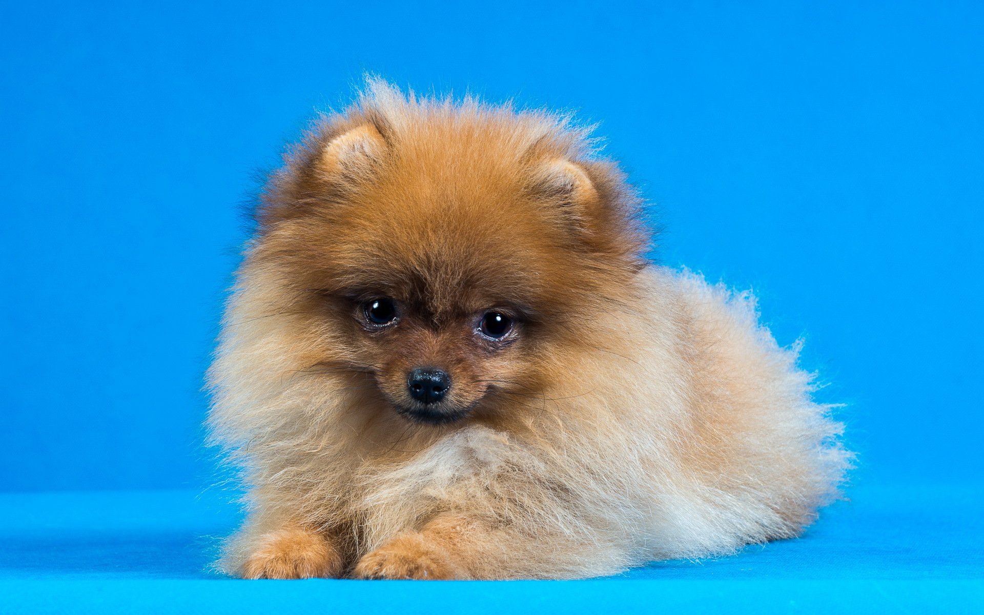 pomeranian, Dog, Dogs Wallpaper