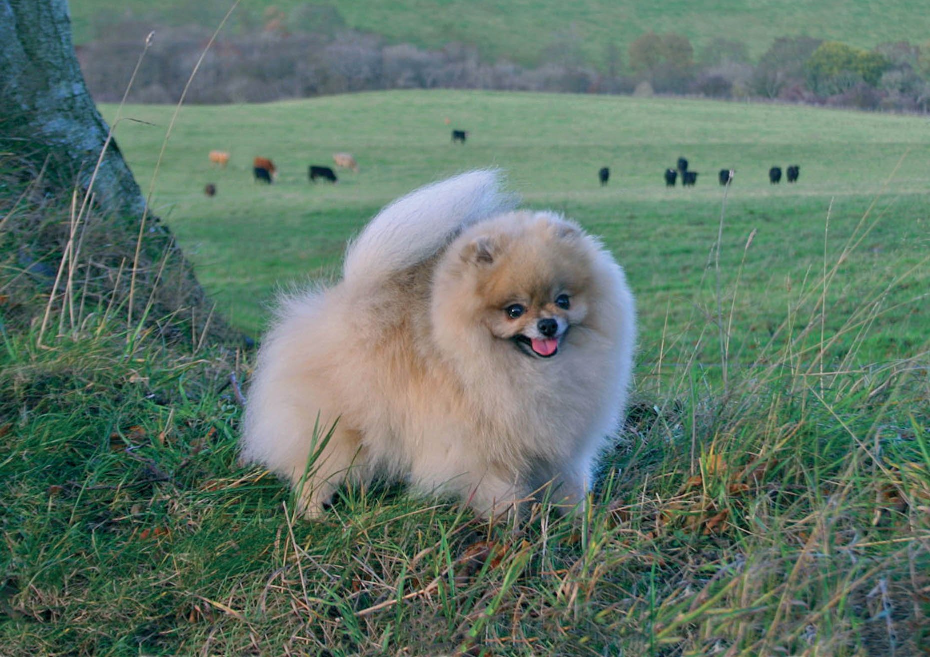 pomeranian, Dog, Dogs Wallpaper