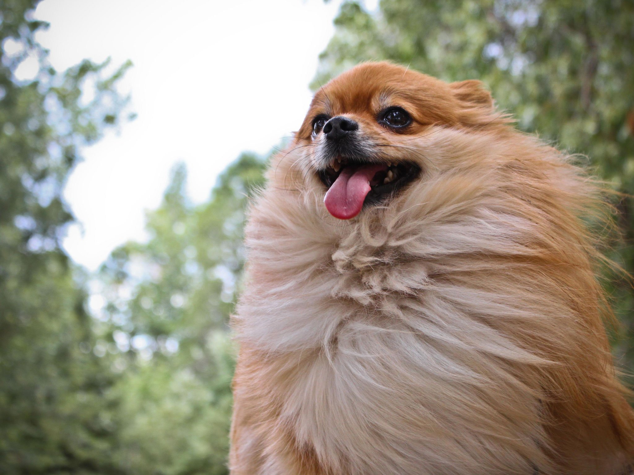 pomeranian, Dog, Dogs Wallpaper