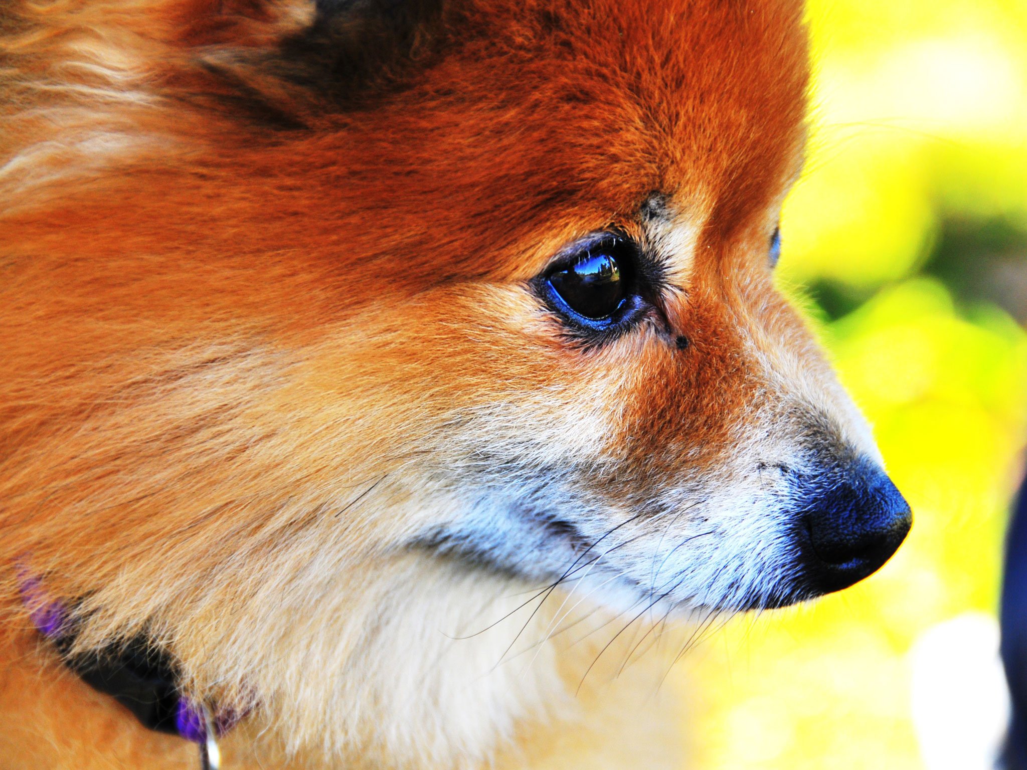 pomeranian, Dog, Dogs Wallpaper