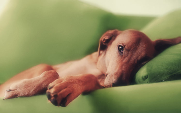 canines, Dogs, Face, Eyes HD Wallpaper Desktop Background