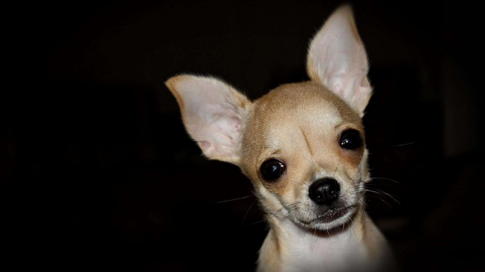 chihuahua, Dog, Dogs Wallpaper