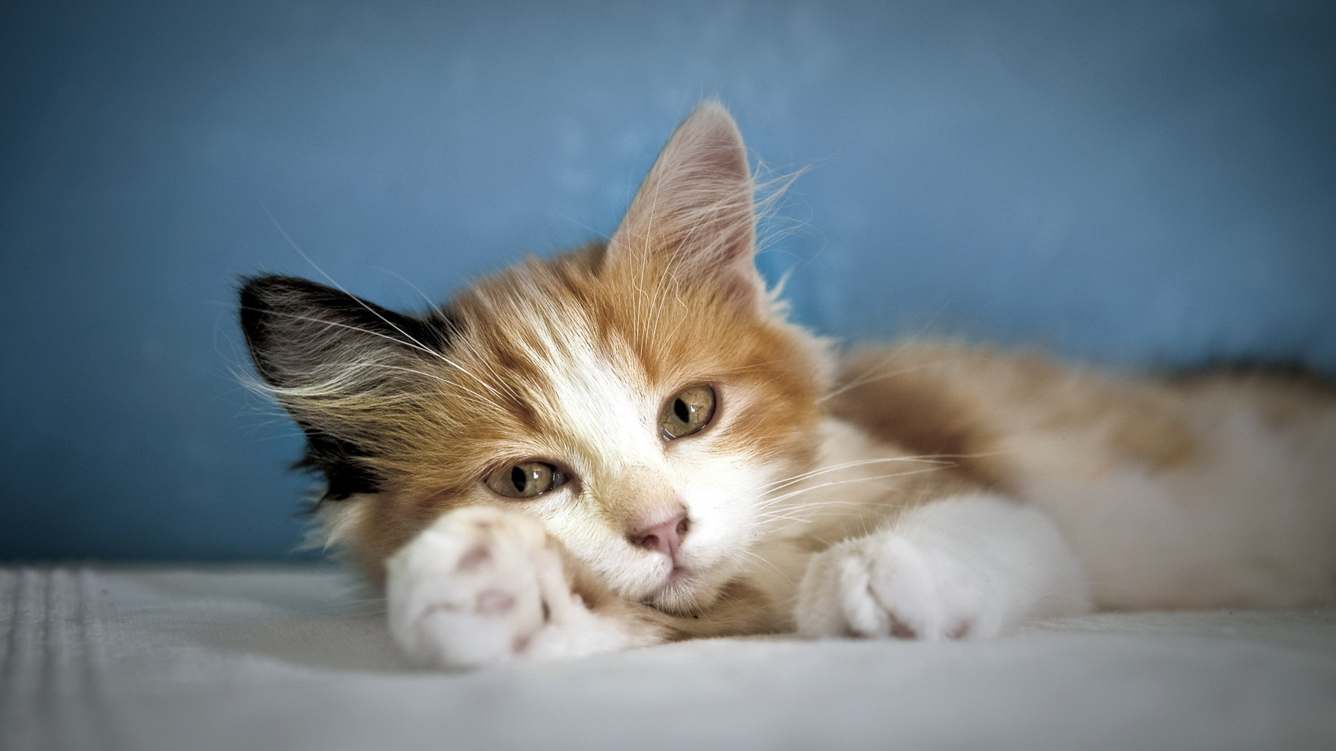 cats, Kittens, Babies, Face, Eyes, Reflection Wallpaper