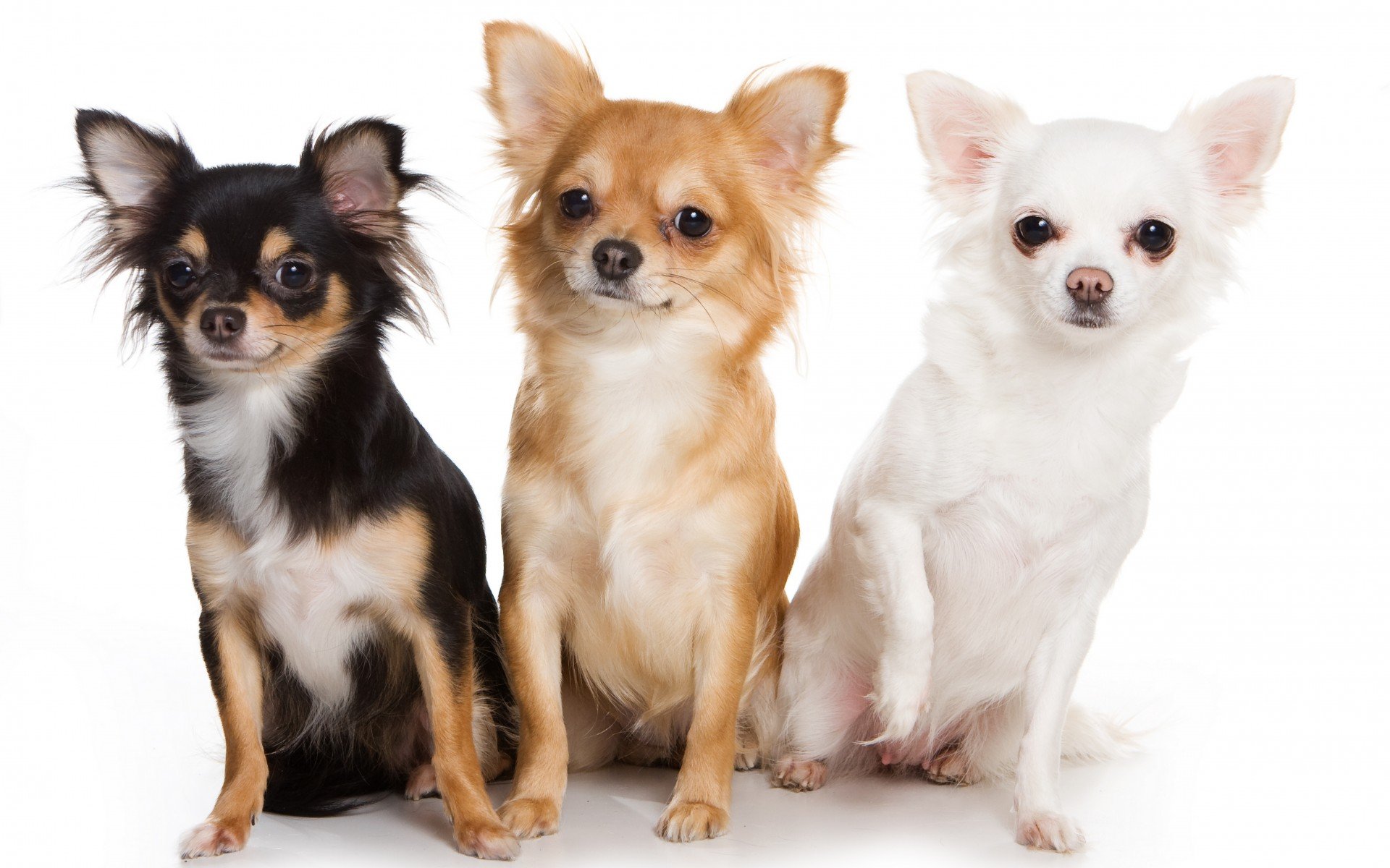 chihuahua, Dog, Dogs Wallpaper