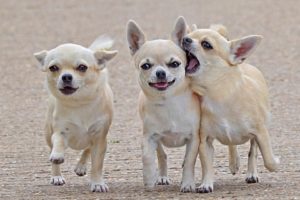 chihuahua, Dog, Dogs