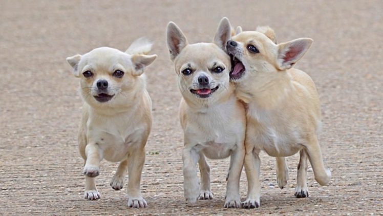 chihuahua, Dog, Dogs HD Wallpaper Desktop Background