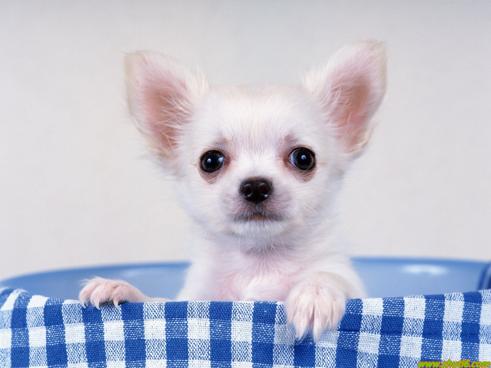 chihuahua, Dog, Dogs Wallpaper