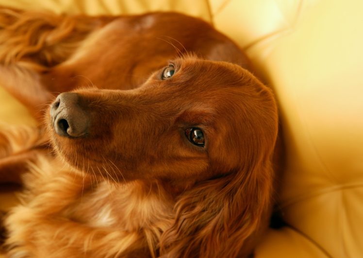 irish, Setter, Dog, Dogs HD Wallpaper Desktop Background