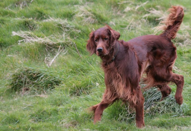 irish, Setter, Dog, Dogs Wallpapers HD / Desktop and Mobile Backgrounds