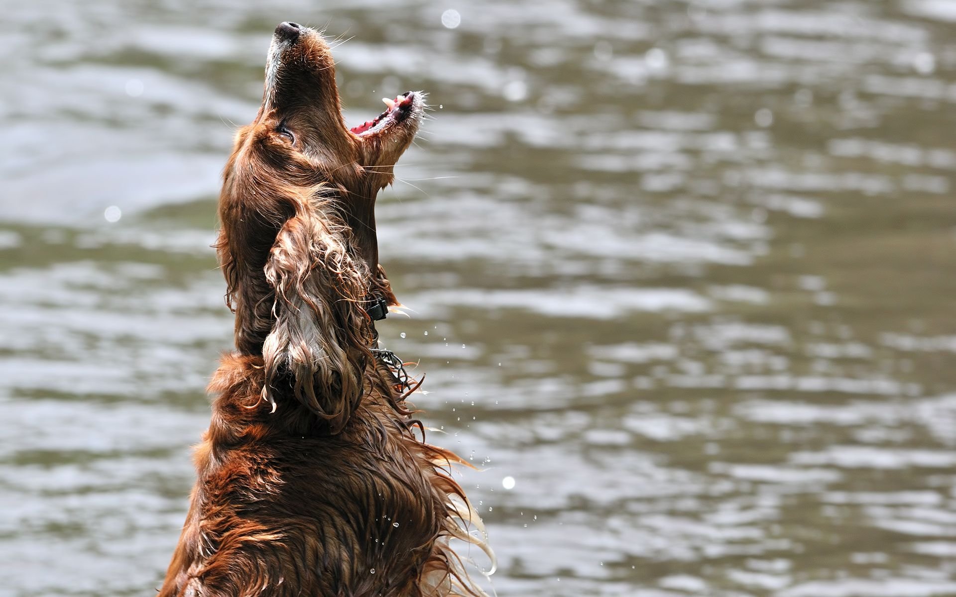 irish, Setter, Dog, Dogs Wallpaper