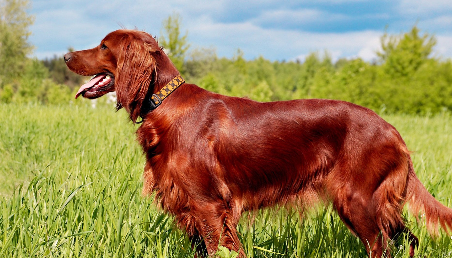 irish, Setter, Dog, Dogs Wallpaper
