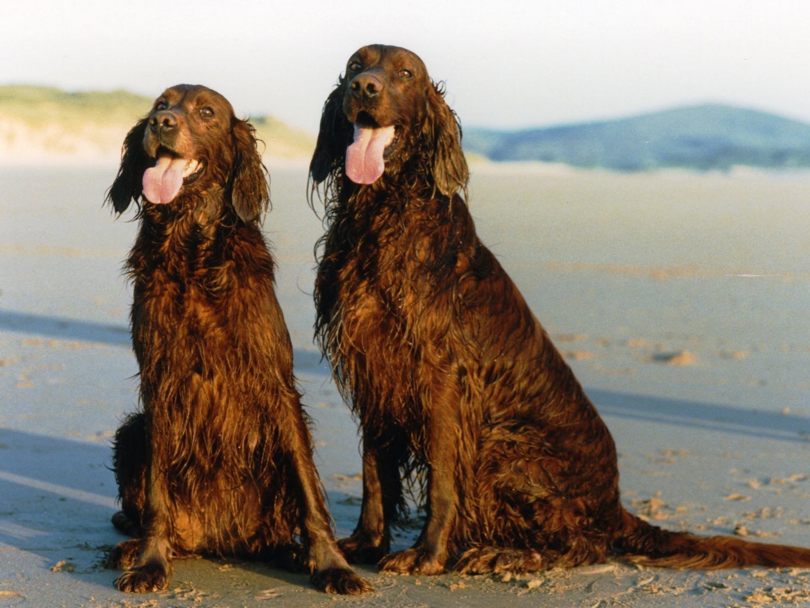 irish, Setter, Dog, Dogs Wallpaper