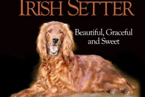 irish, Setter, Dog, Dogs