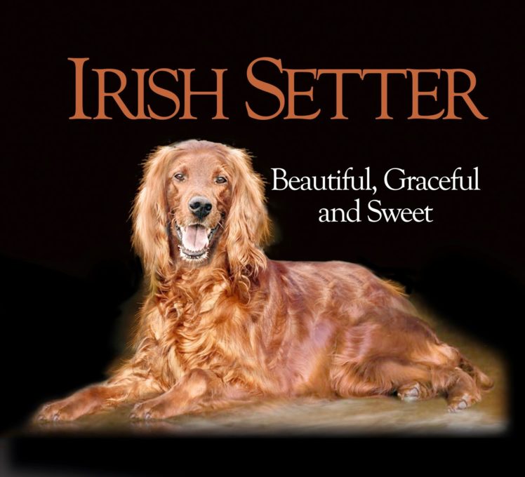 irish, Setter, Dog, Dogs HD Wallpaper Desktop Background