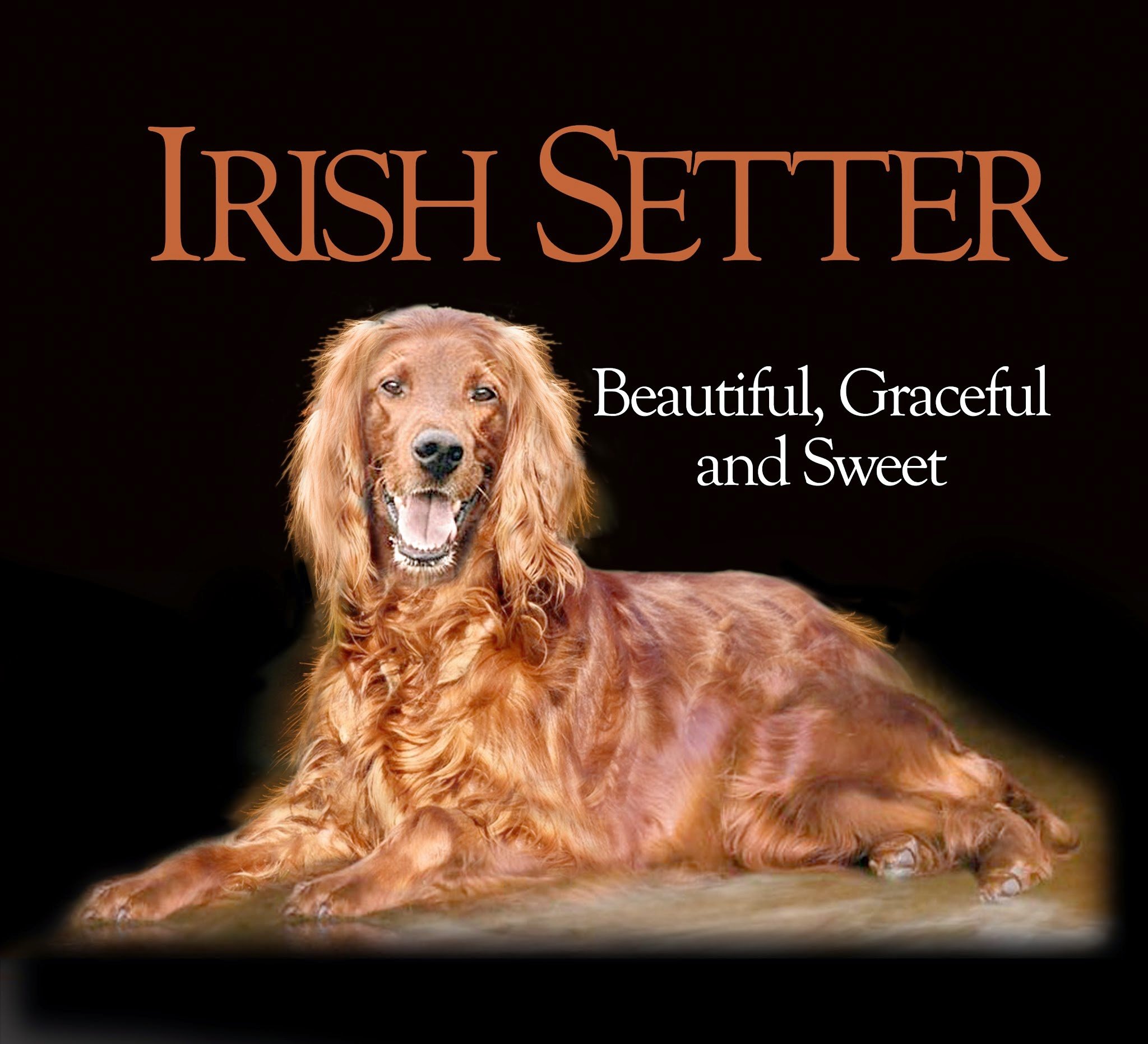 irish, Setter, Dog, Dogs Wallpaper