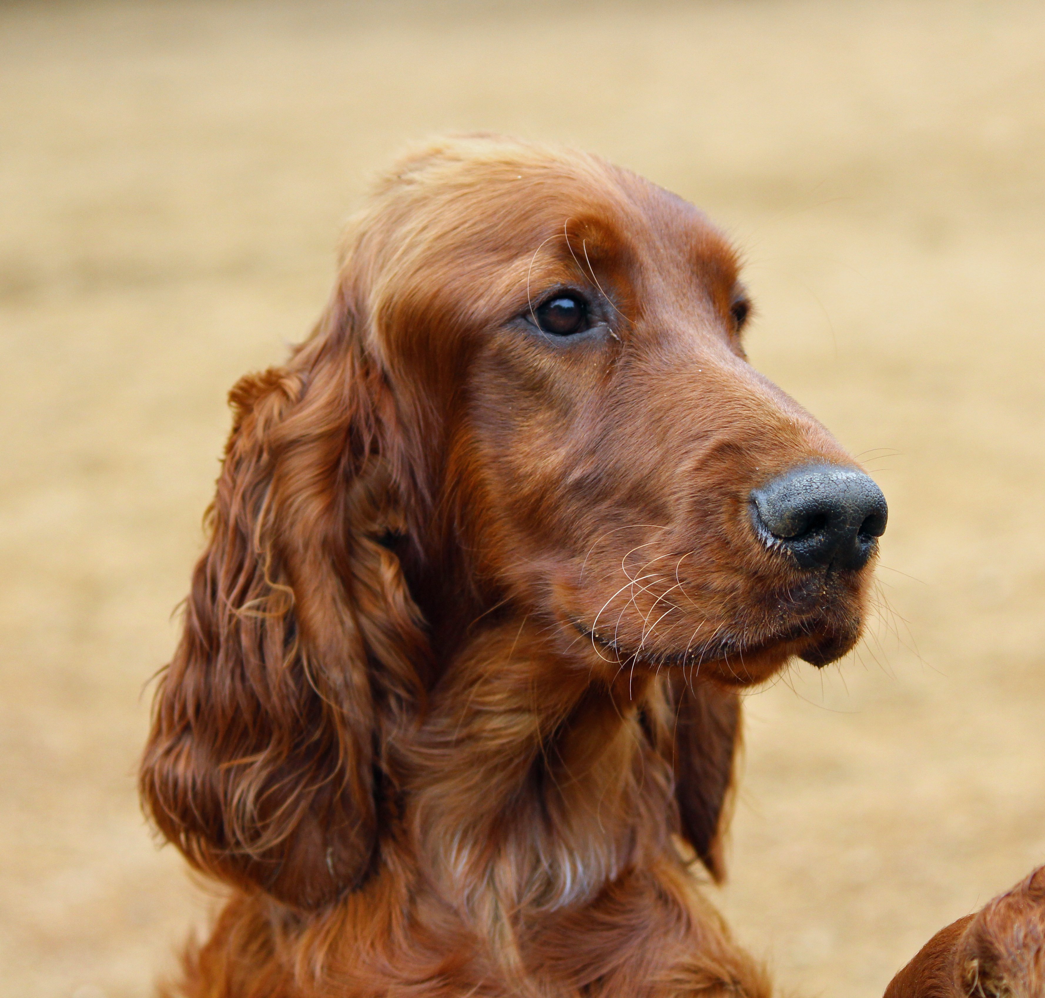 irish, Setter, Dog, Dogs Wallpaper