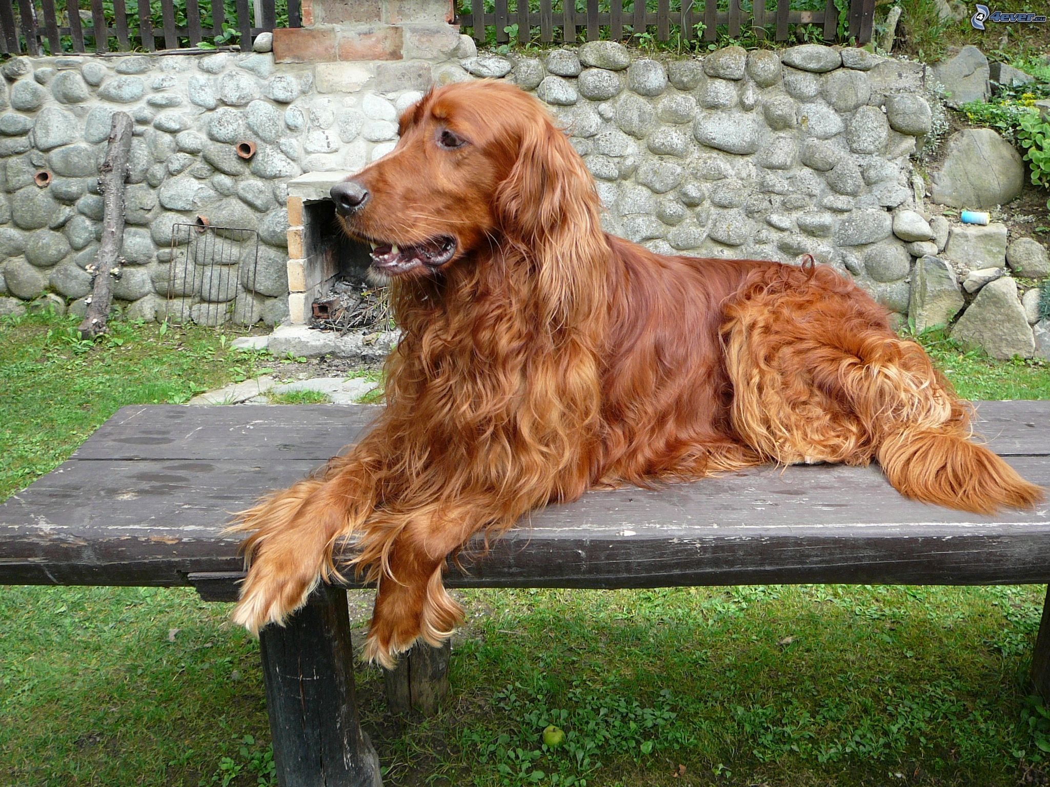irish, Setter, Dog, Dogs Wallpaper