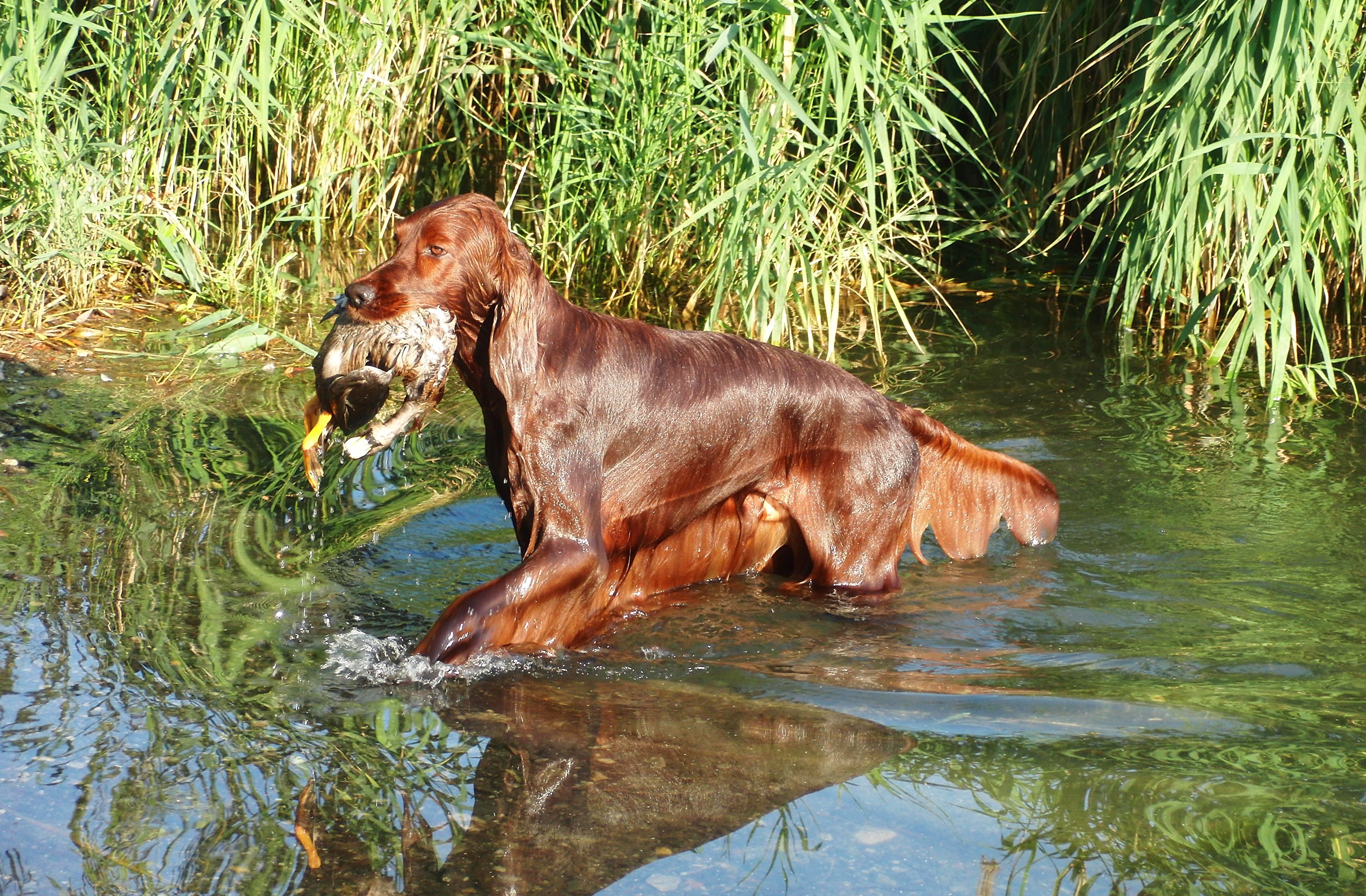 irish, Setter, Dog, Dogs Wallpaper