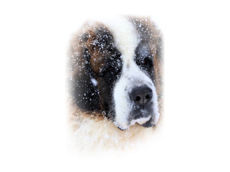 st, Bernard, Dog, Dogs HD Wallpaper Desktop Background