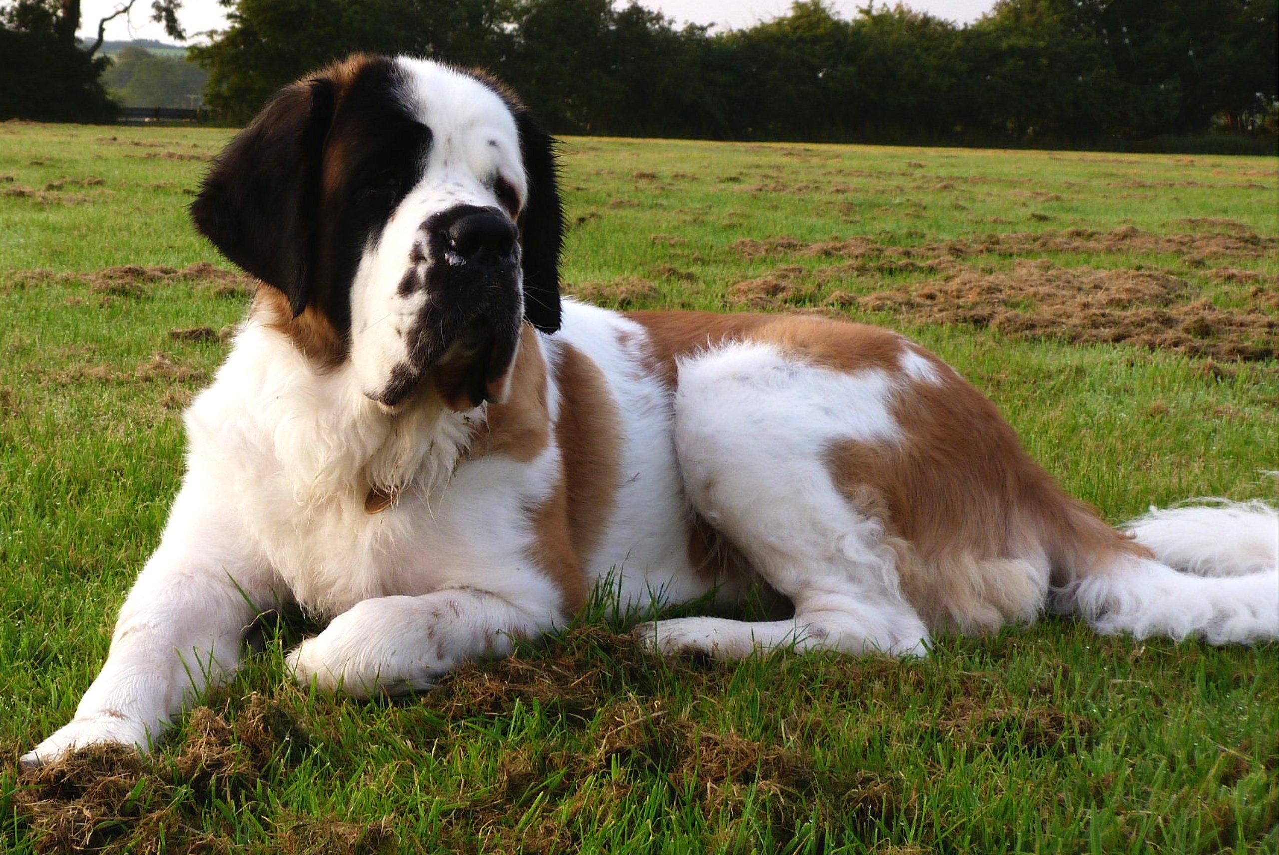 st, Bernard, Dog, Dogs Wallpaper