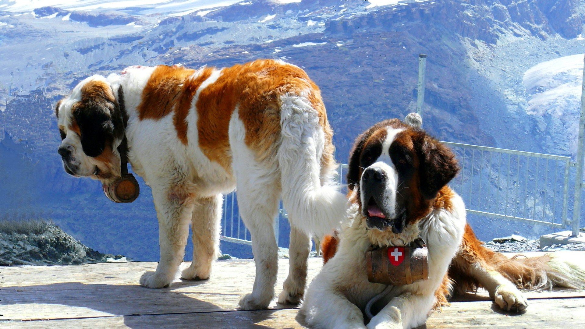 st, Bernard, Dog, Dogs Wallpapers HD / Desktop and Mobile